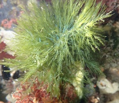 Bryopsis plumosa