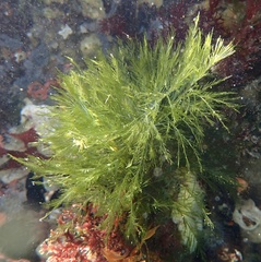 Bryopsis plumosa