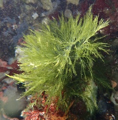 Bryopsis plumosa
