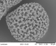 Riccia spongiosula