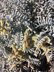 Astragalus miguelensis