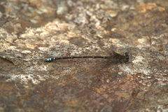 Caledopteryx maculata