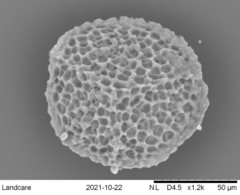 Riccia spongiosula