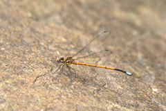 Eoargiolestes ochraceus