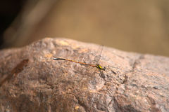 Eoargiolestes ochraceus