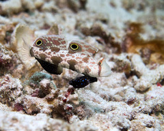 Signigobius biocellatus