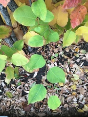 Reynoutria × bohemica