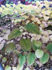 Reynoutria × bohemica