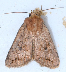 Nudorthodes variabilis