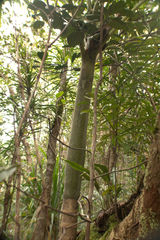 Cyphokentia macrostachya