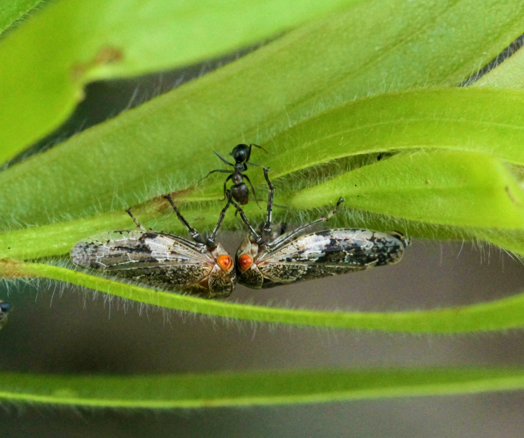 Malipo bianchii