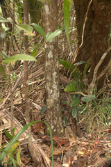 Cyphokentia macrostachya