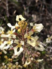 Stylidium inversiflorum