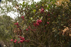 Syzygium pancheri