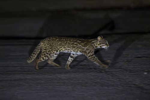 Mainland Leopard Cat