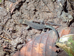 Pseudogonatodes guianensis