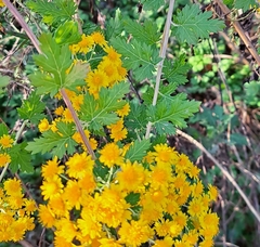 Chrysanthemum lavandulifolium