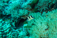 Chaetodon argentatus