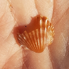 Acanthocardia aculeata
