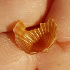 Acanthocardia aculeata