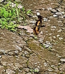 Rhyothemis variegata
