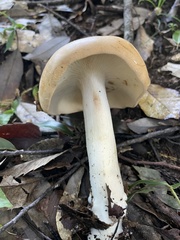 Agaricales