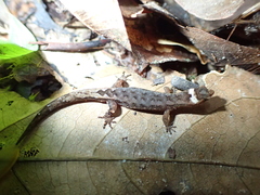Pseudogonatodes guianensis