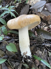 Agaricales