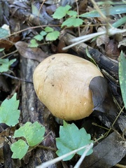 Agaricales