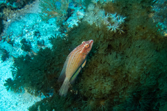 Pteragogus enneacanthus