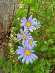 Felicia aethiopica