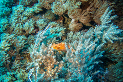 Pteragogus enneacanthus