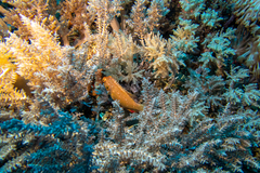 Pteragogus enneacanthus