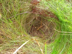 Hystrix africaeaustralis