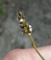 Thesium spicatum