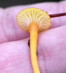 Hygrocybe parvula