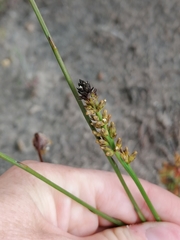 Thesium spicatum