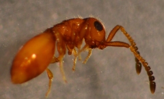 Lagynodes thoracicus