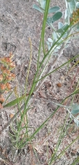 Thesium spicatum