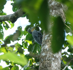 Mulleripicus pulverulentus