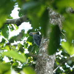 Mulleripicus pulverulentus