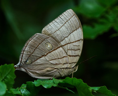 Amathuxidia amythaon