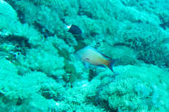 Pseudanthias squamipinnis