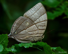 Amathuxidia amythaon