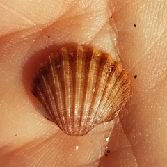 Acanthocardia paucicostata