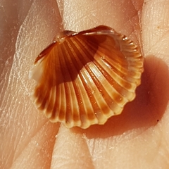 Acanthocardia paucicostata