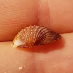 Acanthocardia paucicostata