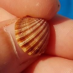 Acanthocardia paucicostata