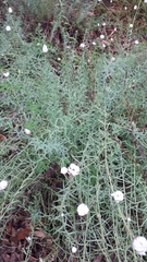 Rhodanthe anthemoides