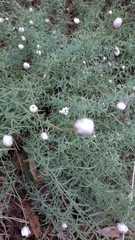 Rhodanthe anthemoides